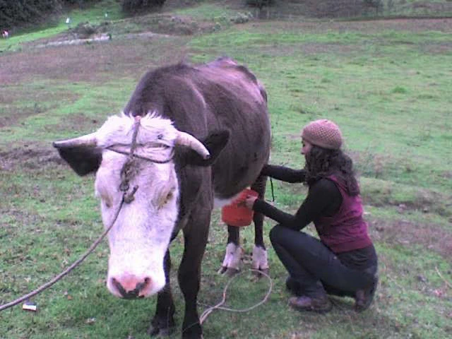 Mia Karina milking a cow in South America when she was 17 - NudeNewz